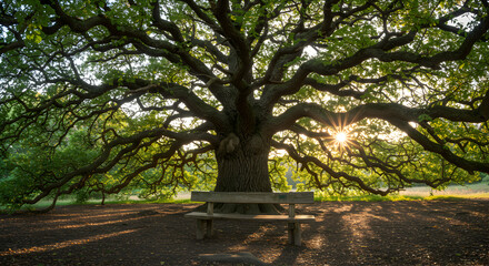 Fototapeta premium Majestic Old Tree with Bench and Sunbeams Creating Peaceful Scene
