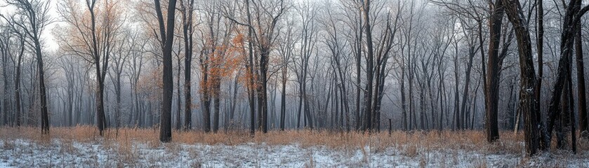 A panoramic image showing bare winter trees and snow