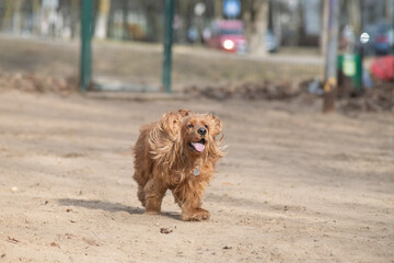 Portrait of a beautiful purebred cocker spaniel in a spring city.