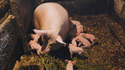 Piglets feeding from mother pig in a farm