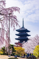 Obraz premium 京都府 東寺の五重塔と桜のある風景 