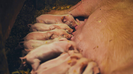 Newborn piglets nursing beside nursing sow, demonstrating maternal care within confined farrowing environment © Довидович Михаил