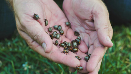 Farmer holding Colorado potato beetles in his hands, facing an infestation in potato field