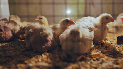 Newborn chicks nestling close together, huddling for warmth amid soft wood shavings, revealing...