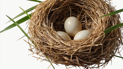 nest with eggs
