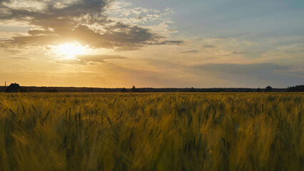 Golden sunset illuminating vast wheat field in the countryside