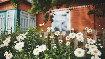 White daisies blooming near weathered farmhouse with blended green, orange exterior walls