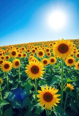 Obraz premium Vast field of vibrant yellow sunflowers under a bright blue sky, tranquility, sunlight