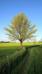 Obraz premium Eiche mit Blättern am Rande eines Feldes in Kellenhusen, blätter, kellenhusen