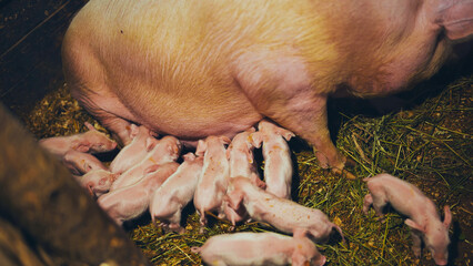 Piglets suckling a sow in a pigsty