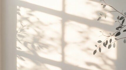 The suns rays illuminate a white wall with leaves and shadows