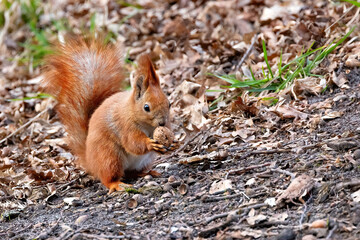 Squirrel hoarding nuts among autumn leaves in a tranquil forest park