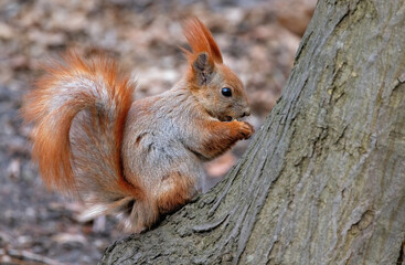 Squirrel with vibrant fur foraging on a tree in a serene forest during autumn