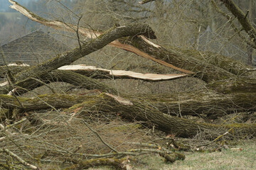 dead tree stump