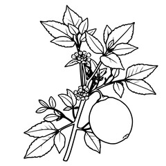 Vibrant Lemon Branch with Blossoms A Botanical Illustration