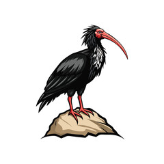A close-up portrait of a rare Northern Bald Ibis, showcasing its intricate feather detail and distinctive bald head.  Emphasis on texture and color.