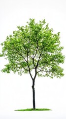 Obraz premium A single vibrant green tree with many healthy branches stands alone
