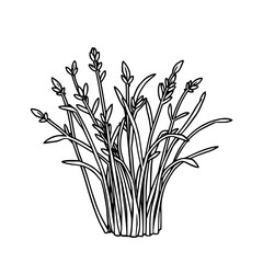 Elegant Line Art Drawing of Blooming Meadow Grass Nature Illustration