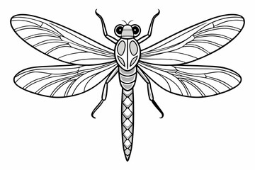 coloring page line art the dragonfly black vector