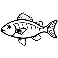 fish on a white background