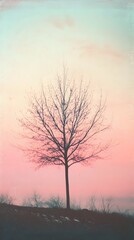 Fototapeta premium Lone tree silhouetted against a pastel sunset sky