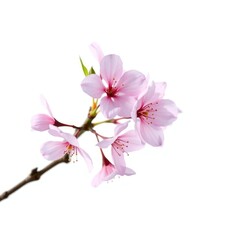 A single cherry blossom branch with delicate pink petals against a white background, simple yet elegant, delicate flower