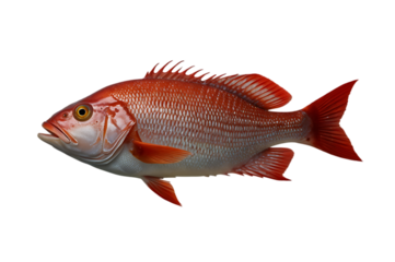 Red snapper isolated on transparent background