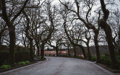 Curved empty street lined with leafless moss-covered trees in winter, park bench, green shrubs, buildings with tiled roofs, overcast sky, peaceful suburban landscape