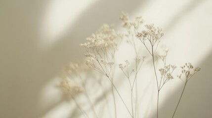 Delicate dried flowers with shadows on a neutral colored wall