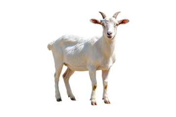 Sojat Goat Isolated on White and Transparent Background PNG Image.