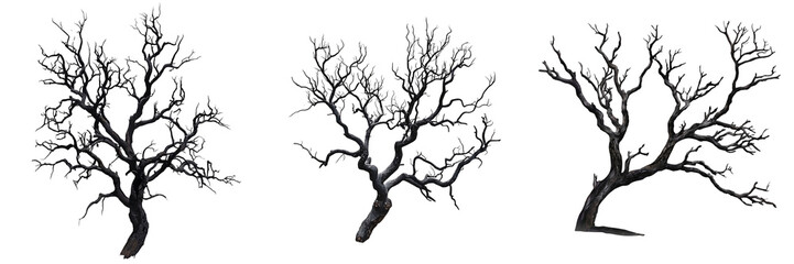 Dramatic tree silhouettes nature scene digital art outdoor perspective