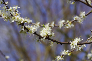 Close up white flowering blackthorn, sloe (Prunus spinosa). Family Rosaceae. Spring, March, Netherlands.