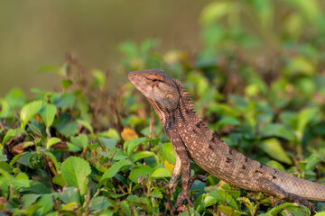 lizard on the tree