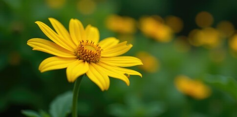 Bright yellow coneflower blooms on a slender stem, Rudbeckia triloba, perennial