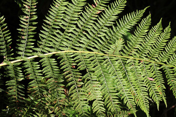 Athyrium filix-femina fern grows in nature