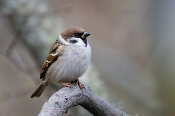 Tree sparrow