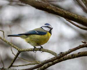 Obraz premium Blue tit. A small blue and yellow bird is perched on a branch