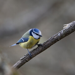 Blue tit. A small blue and yellow bird is perched on a branch
