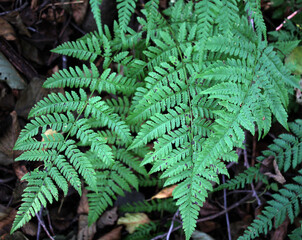 Athyrium filix-femina fern grows in nature
