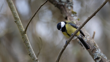 Fototapeta premium Great Tit. A small bird is perched on a branch