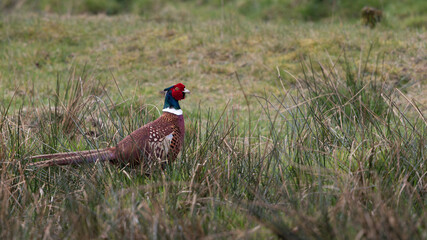 Pheasant. A bird with a red head and brown tail is standing in tall grass