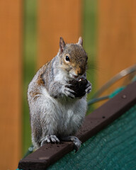 A squirrel is sitting on a fence post, eating a nut