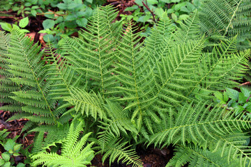 The fern Pteridium aquilinum grows in nature