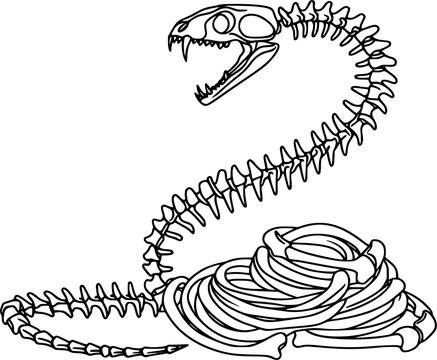 snake bones, one line art, isolated on white