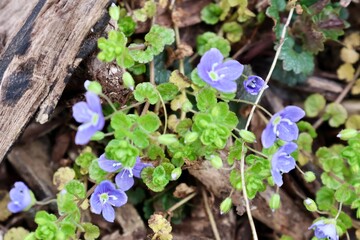 flowers in the forest