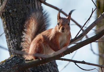 A red squirrel sits on a tree branch.