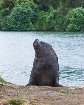 Wild Beauty: Sea Lion Looking Sideways in the Waters of Valdivia