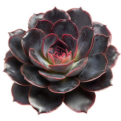 A Thriving Aeonium Arboreum Zwartkop Black Rose Close-Up Isolated on Transparent Background