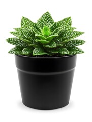 A small green leafy plant grows inside a black pot