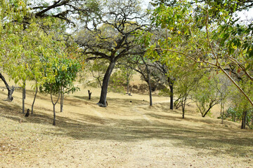 Fototapeta premium Sendero rodeado de arboles y naturaleza para caminar en el parque Arqueológico de las ruinas de Mixco Viejo en Guatemala. Toma Horizontal.